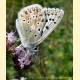 Polyommatus coridon