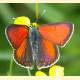 Lycaena hippothoe