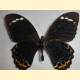 Papilio tydeus