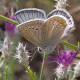 Polyommatus phyllides