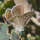 Polyommatus phyllides