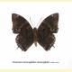 Charaxes smaragdalis