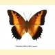 Charaxes pollux