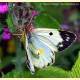 Colias alfacariensis