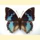 Charaxes smaragdalis