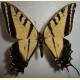 Papilio multicaudata grandiosus