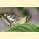 Parthenos sylvia