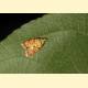 Acleris bergmanniana