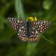 Euphydryas maturna