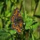 Euphydryas maturna