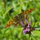 Melitaea phoebe