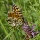 Melitaea phoebe