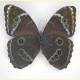 Morpho achilles