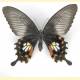 Papilio polytes Linnaeus, 1758 = Papilio walkeri