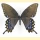 Papilio glaucus