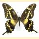 Papilio aristodemus