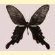 Papilio macilentus