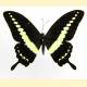 Papilio demolion