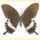 Papilio hipponous bazilanus
