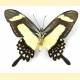 Papilio torquatus