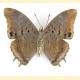 Charaxes etheocles