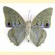 Charaxes imperialis