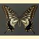 Papilio xuthus