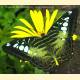 Parthenos sylvia apicalis