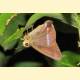 Papilionoidea sp.