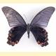 Papilio dialis