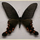 Papilio elwesi