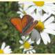 Lycaena hippothoe