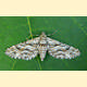 Eupithecia variostrigata