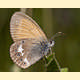 Coenonympha glycerion