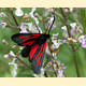 Zygaena osterodensis