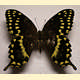 Papilio palamedes
