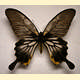 Papilio deiphobus