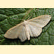 Idaea deversaria