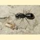 Camponotus sachalinensis