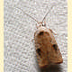 Agonopterix nervosa