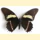 Papilio menatius victorinus