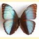 Morpho achilles