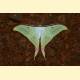 Actias selene