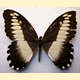 Papilio filaprae