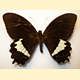 Papilio heringi