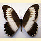 Papilio mechowianus