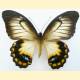Papilio tydeus