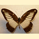 Papilio plagiatus