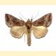 Autographa jota