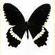 Papilio polytes timorensis